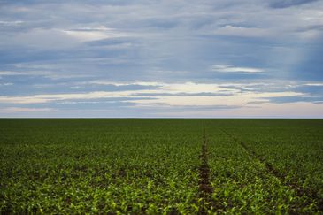 IBGE: São Desidério (BA) é o maior município agrícola do país em 2018