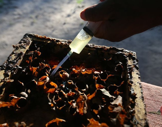 Agrotóxicos encurtam vida e mudam comportamento das abelhas