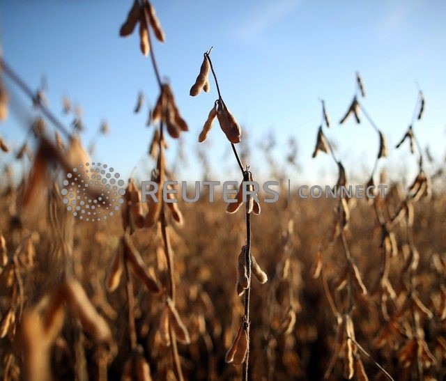 - REUTERS/Agustin Marcarian