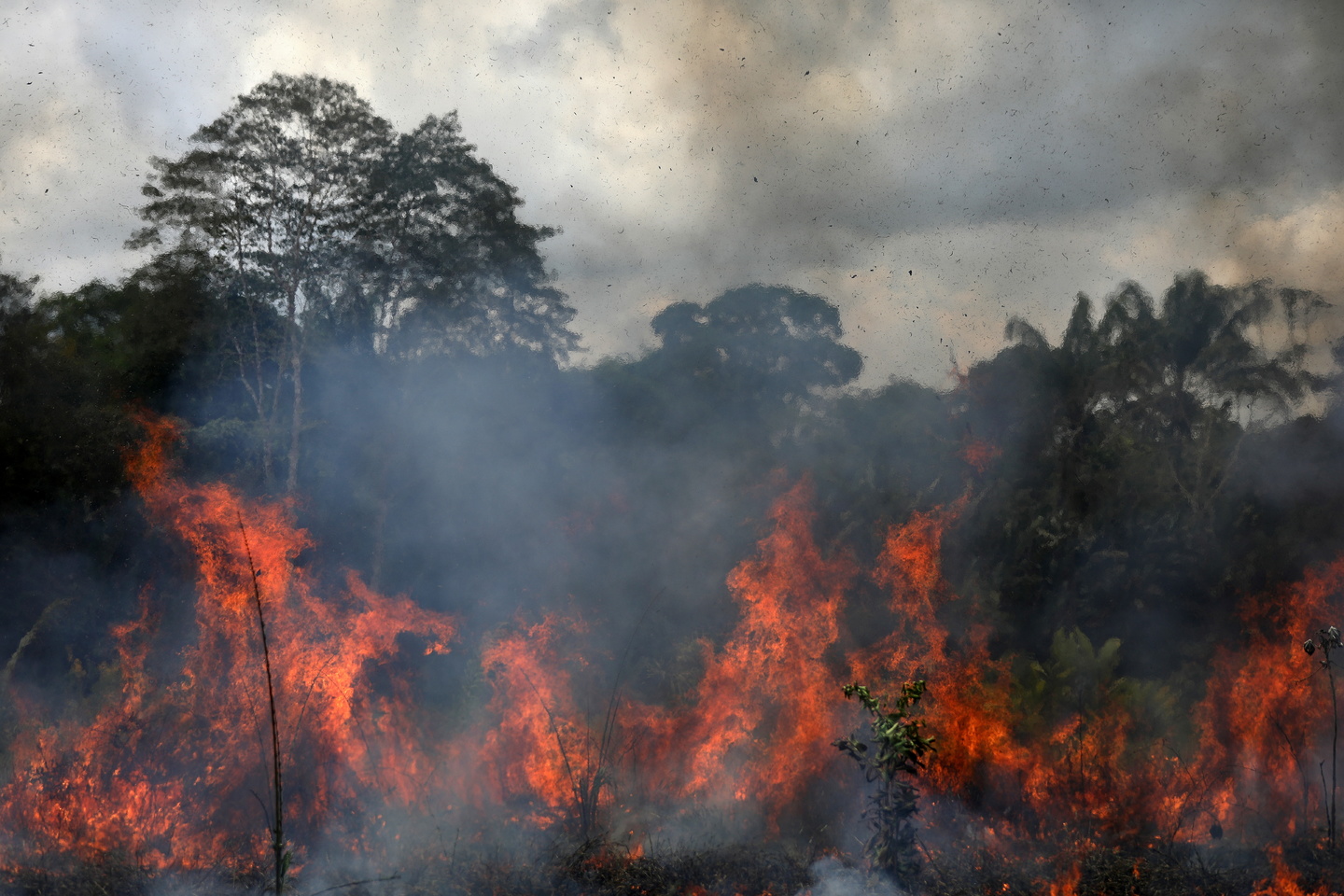 - Uma fumaça espessa se erguia sobre a floresta amazônica enquanto o fogo se alastrava pela mata devastada, e árvores derrubadas estavam espalhadas pela terra queimada como palitos de fósforo usados.
