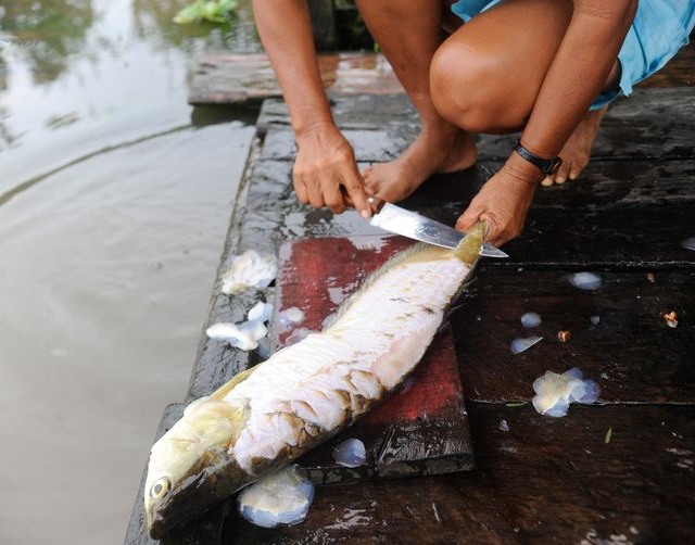 Pesquisa indica peixes que podem ser consumidos por brasileiros