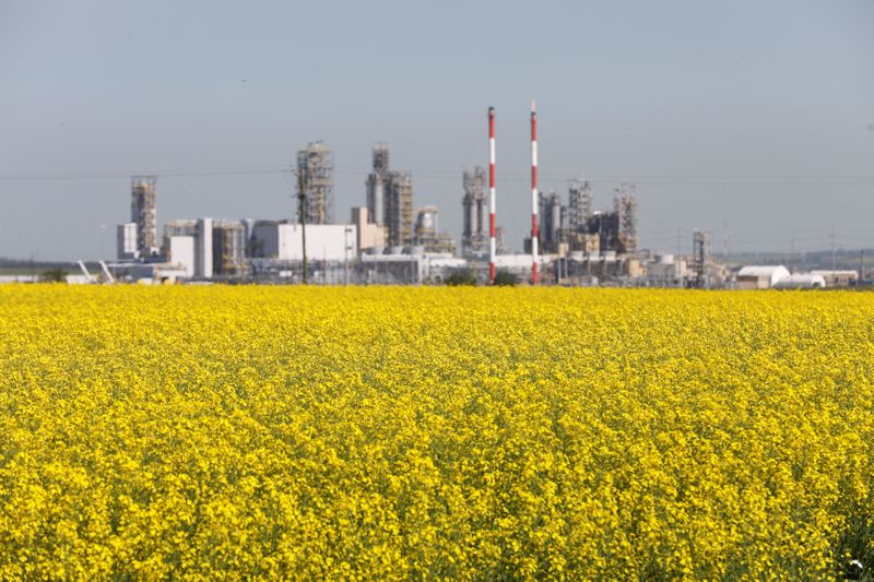 Cultivo de canola em Alberta, Canadá - Reuters