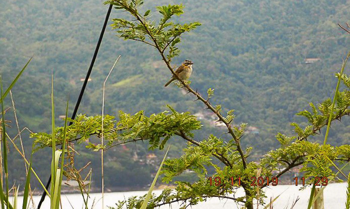 - Divulgação/PlantVerd