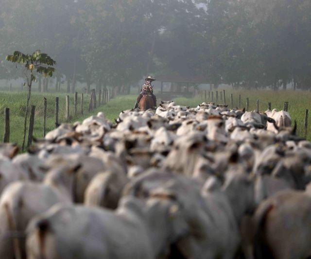 Rebanho - Reuters/Pilar Olivares