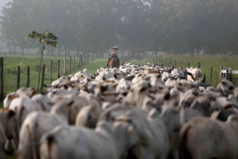 Rebanho - Reuters/Pilar Olivares Rebanho - Reuters/Pilar Olivares