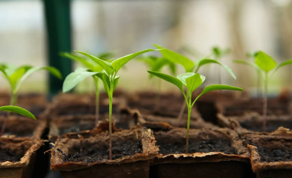 Tech, agro sustentável e petróleo devem ser as estrelas dos IPOs em 2021