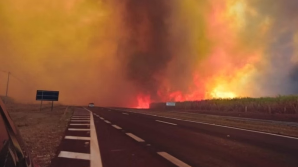 Incêndios em São Paulo causam R$ 1 bilhão em prejuízos ao agronegócio