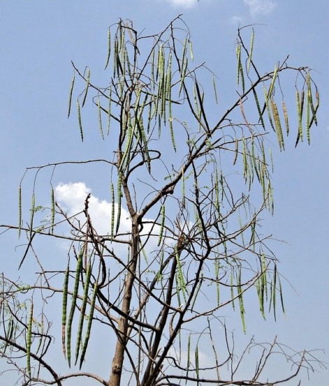 Filtro de planta do sertão que leva a ciência do laboratório ao bebedouro de escolas públicas